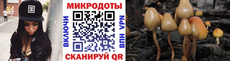 Псилоцибиновые грибы Psilocybe  блэк спрут ссылки  Темрюк  закладки 